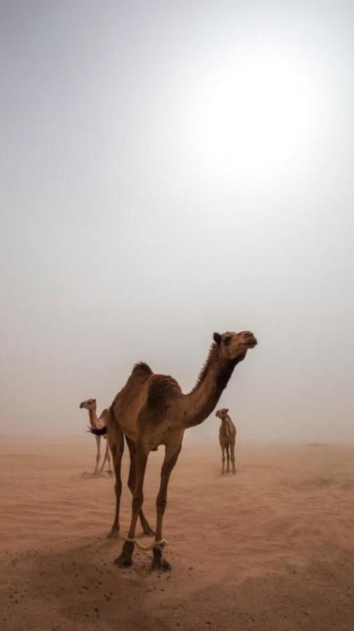 Wadirum Zeid Camp&Tours Rum vádi Kültér fotó